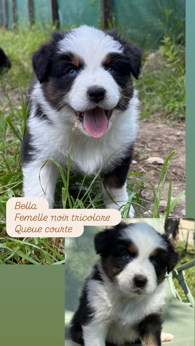 Du Domaine Des Belles Aubois - Chiots disponibles - Berger Australien
