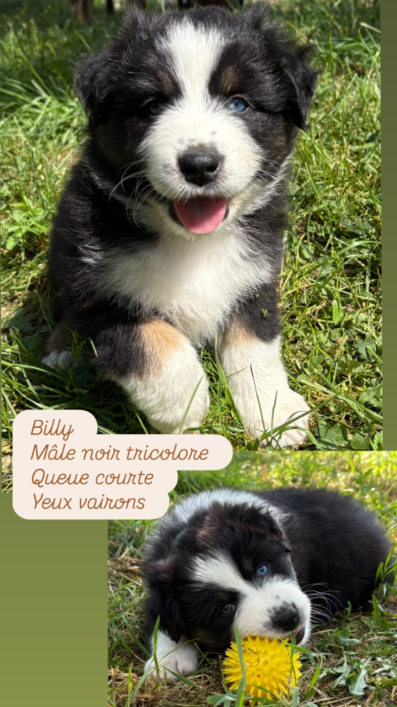 Du Domaine Des Belles Aubois - Chiots disponibles - Berger Australien