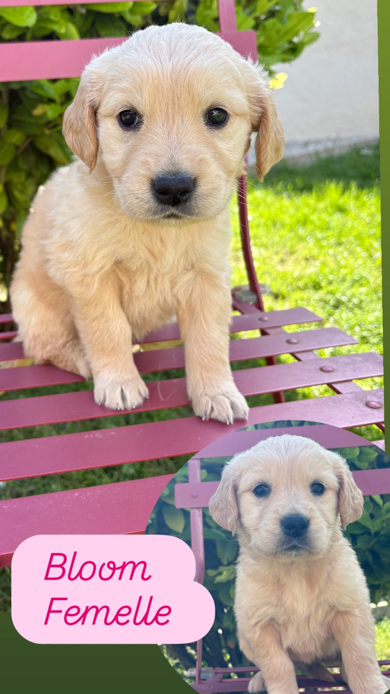 Du Domaine Des Belles Aubois - Chiots disponibles - Golden Retriever