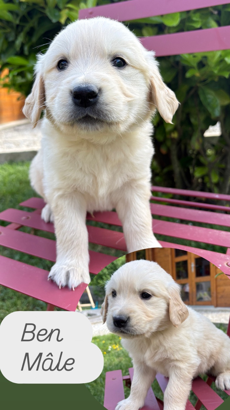 Du Domaine Des Belles Aubois - Chiots disponibles - Golden Retriever