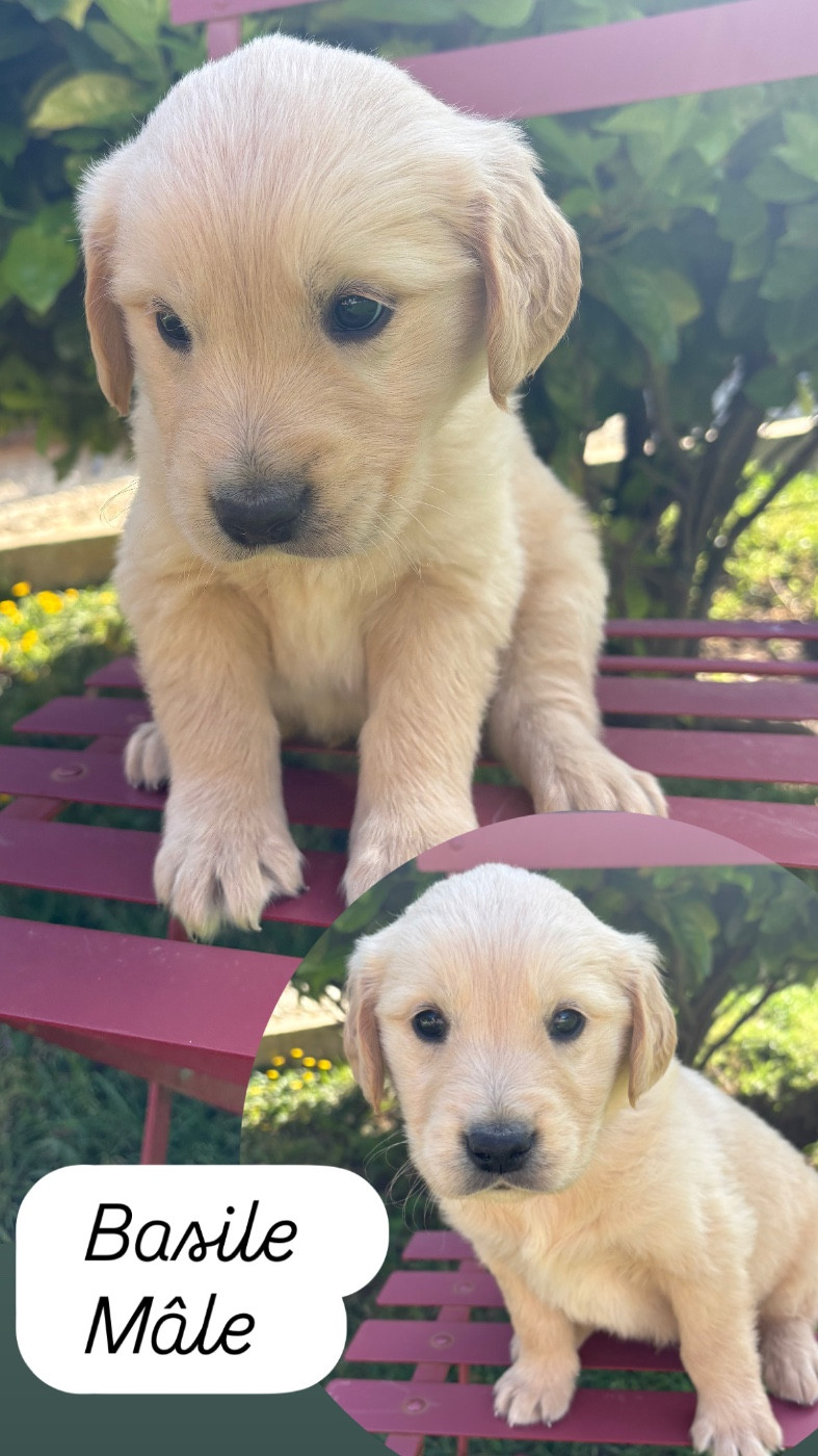Du Domaine Des Belles Aubois - Chiots disponibles - Golden Retriever