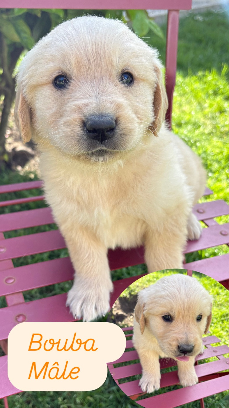 Du Domaine Des Belles Aubois - Chiots disponibles - Golden Retriever