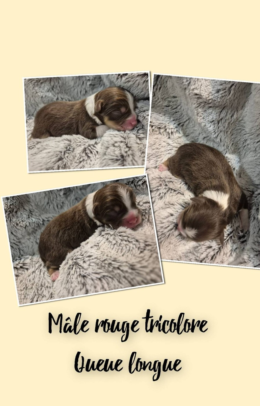 Du Domaine Des Belles Aubois - Chiots disponibles - Berger Américain Miniature 
