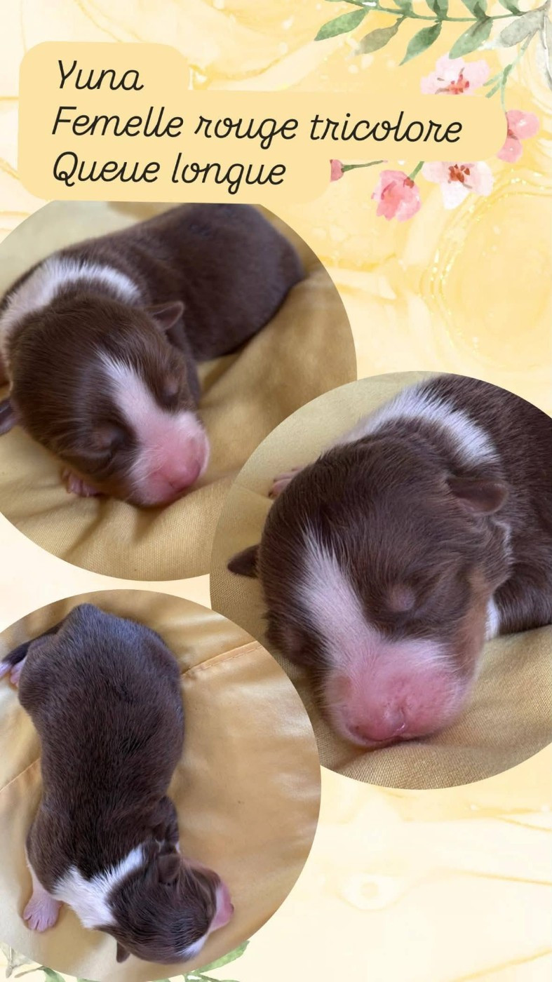 Du Domaine Des Belles Aubois - Chiots disponibles - Berger Australien