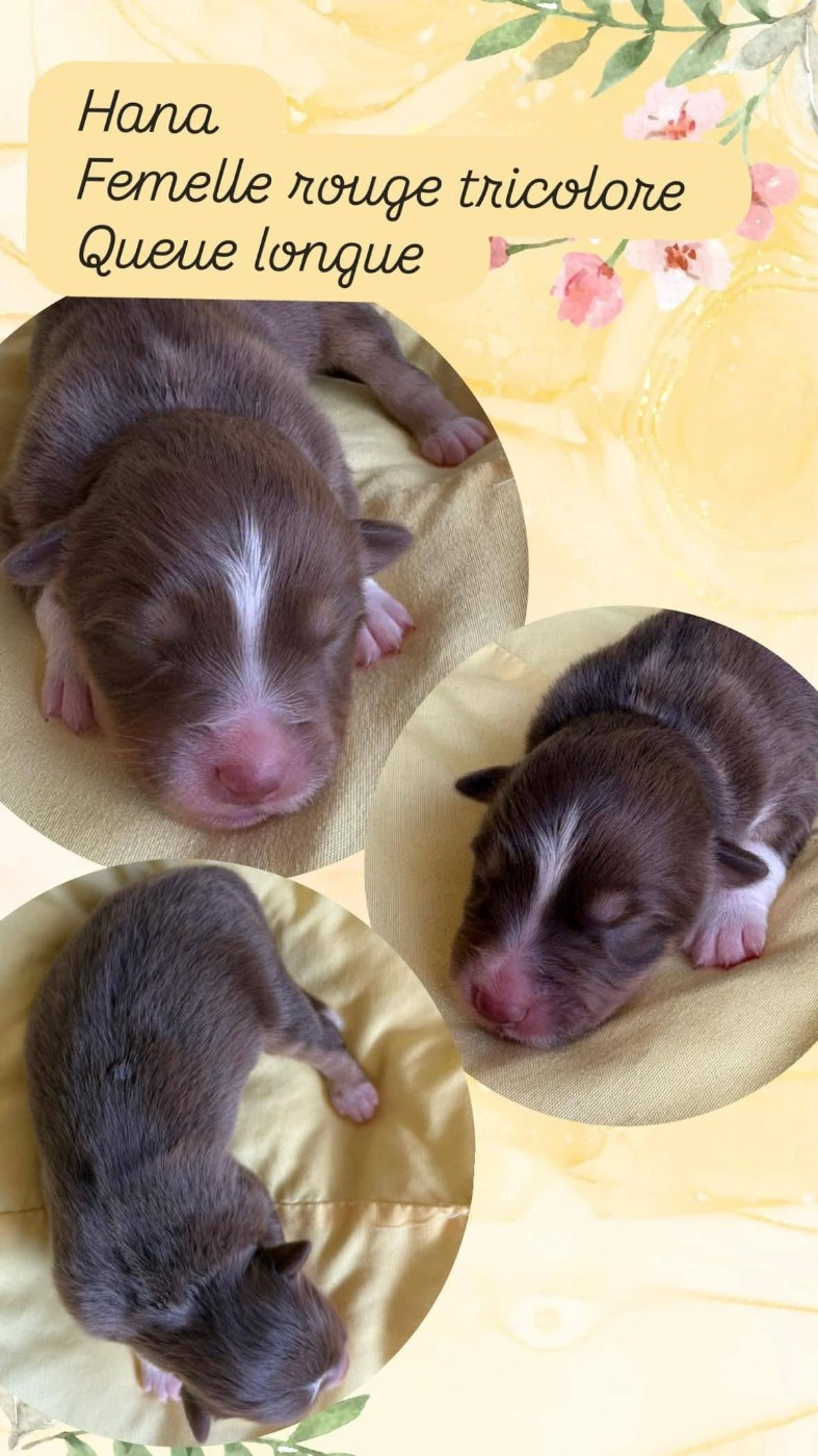 Du Domaine Des Belles Aubois - Chiots disponibles - Berger Australien