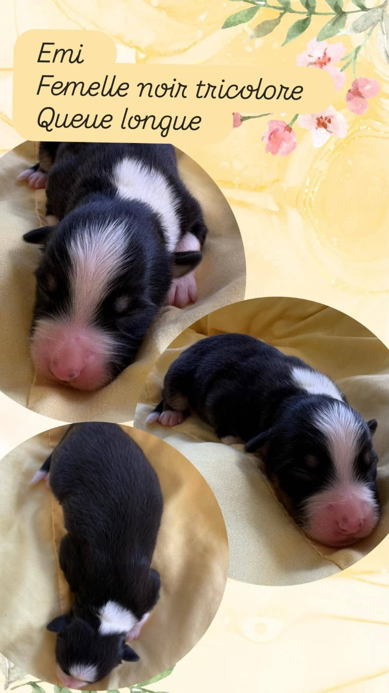 Du Domaine Des Belles Aubois - Chiots disponibles - Berger Australien