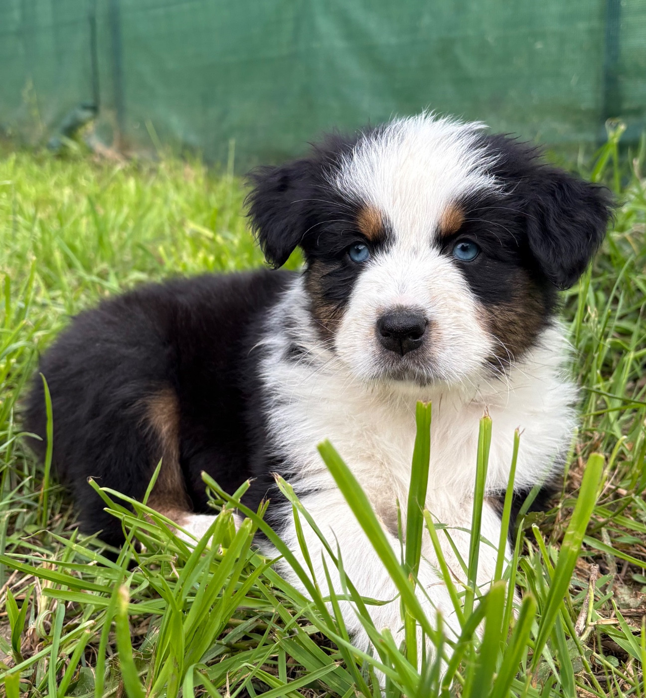 Du Domaine Des Belles Aubois - Chiots disponibles - Berger Australien