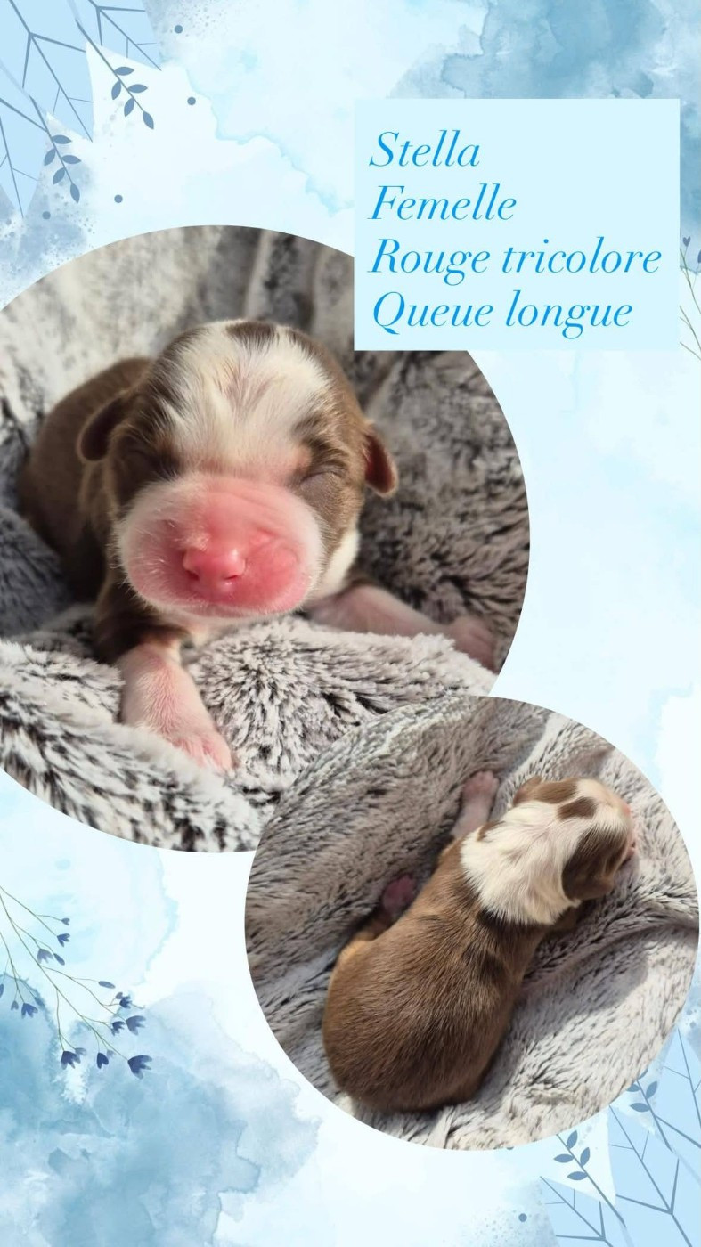 Du Domaine Des Belles Aubois - Chiots disponibles - Berger Australien