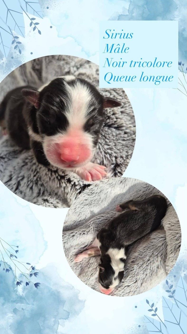 Du Domaine Des Belles Aubois - Chiots disponibles - Berger Australien