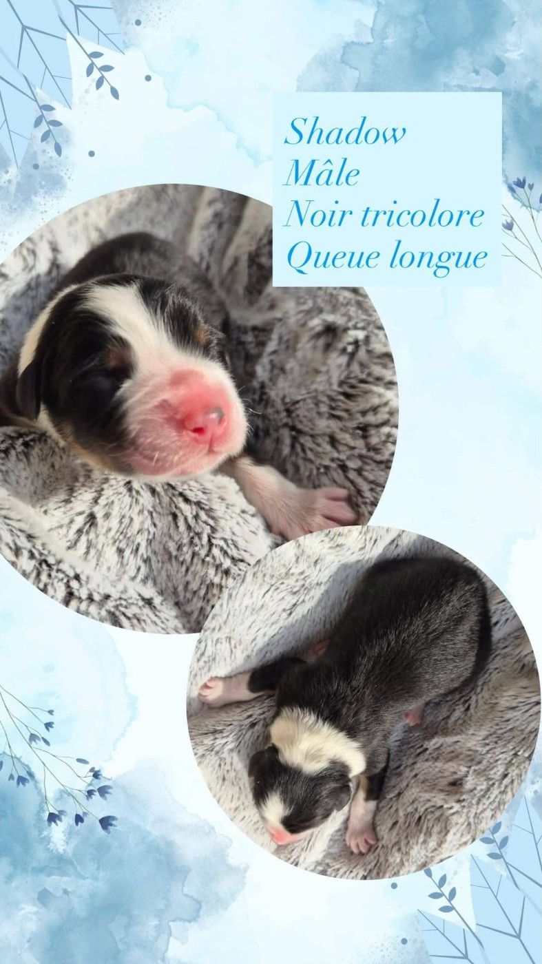 Du Domaine Des Belles Aubois - Chiots disponibles - Berger Australien