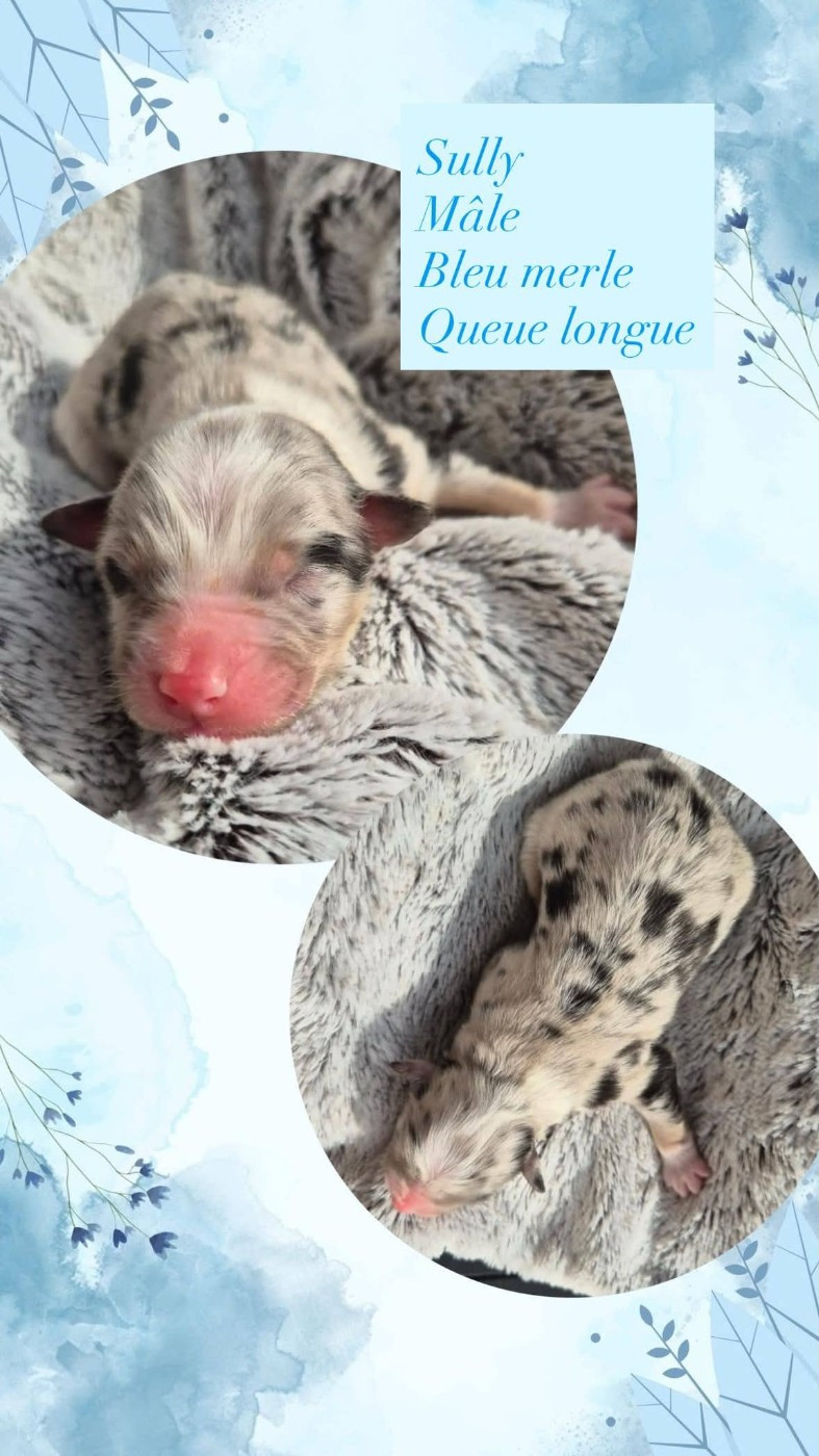 Du Domaine Des Belles Aubois - Chiots disponibles - Berger Australien
