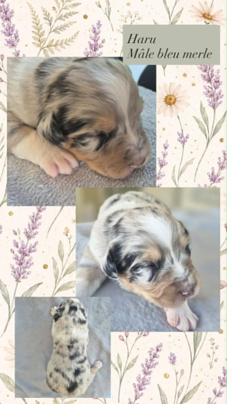 Du Domaine Des Belles Aubois - Chiots disponibles - Berger Australien