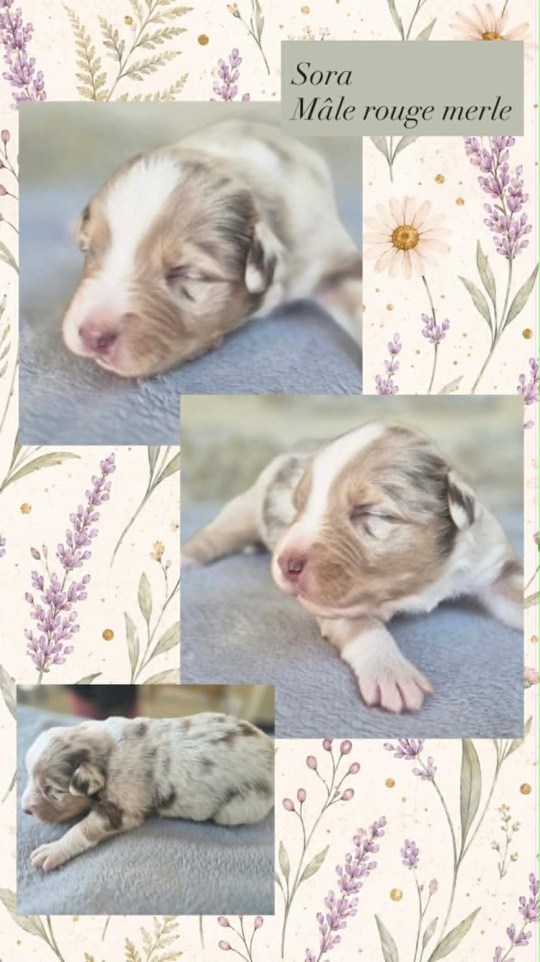 Du Domaine Des Belles Aubois - Chiots disponibles - Berger Australien