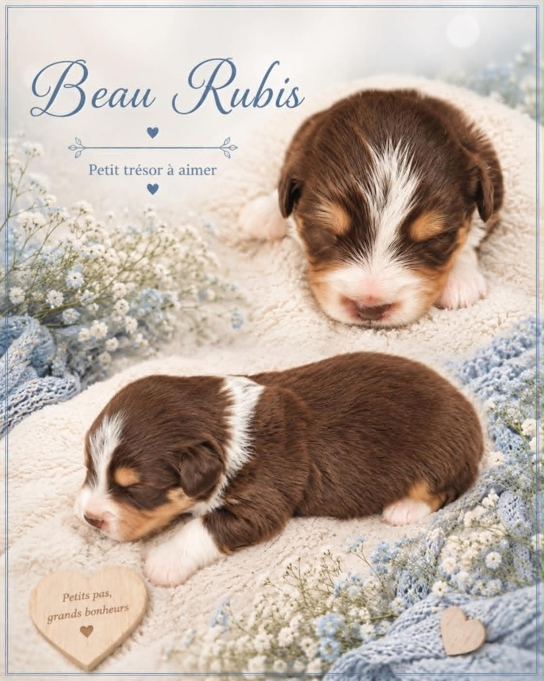 Du Domaine Des Belles Aubois - Chiots disponibles - Berger Américain Miniature 