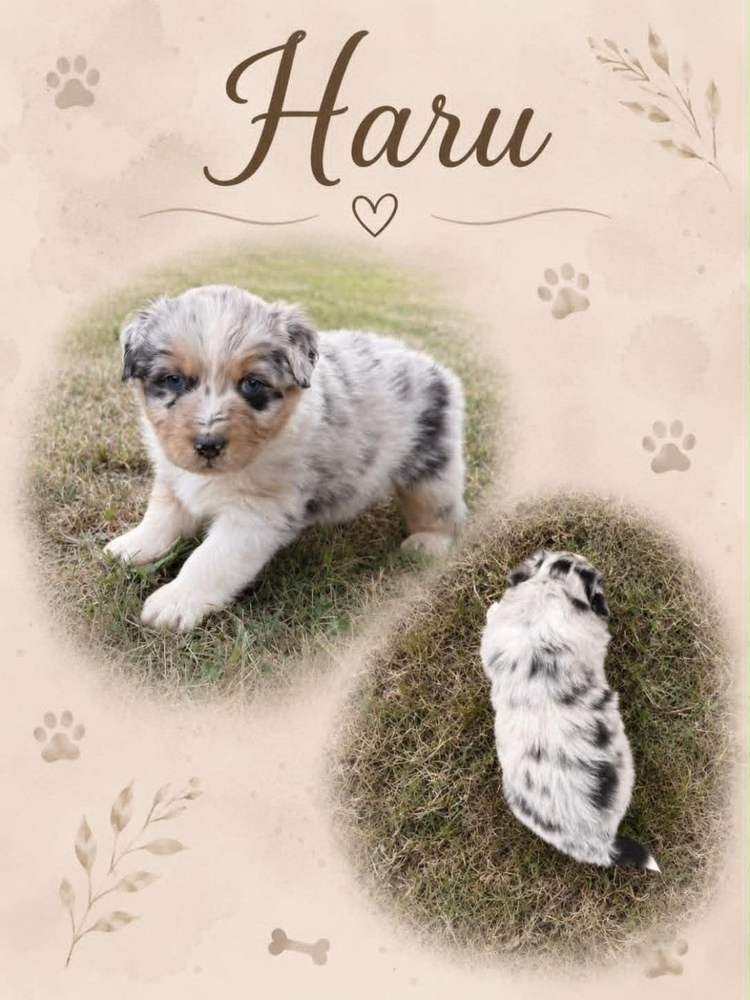 Du Domaine Des Belles Aubois - Chiots disponibles - Berger Australien