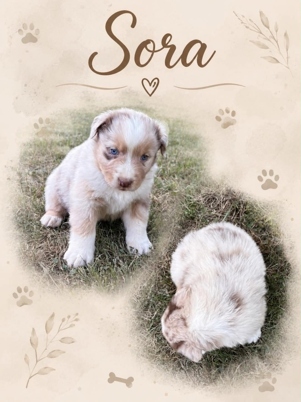 Du Domaine Des Belles Aubois - Chiots disponibles - Berger Australien