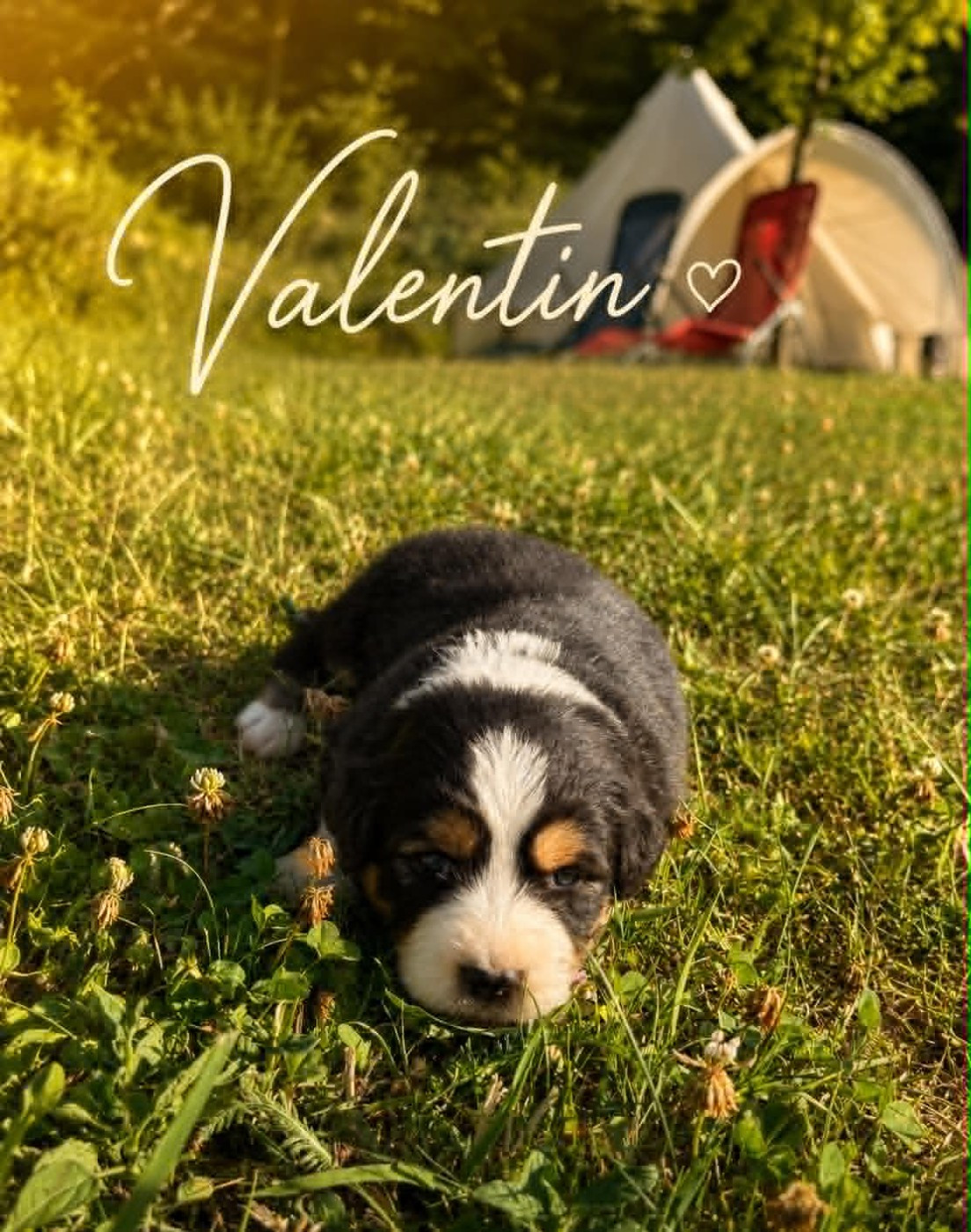 Du Domaine Des Belles Aubois - Chiots disponibles - Berger Australien