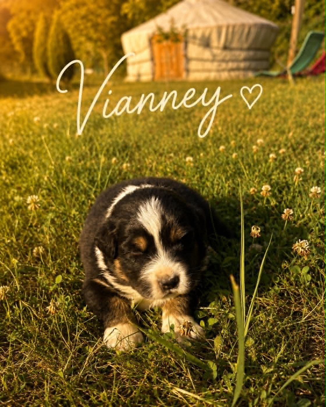 Du Domaine Des Belles Aubois - Chiots disponibles - Berger Australien