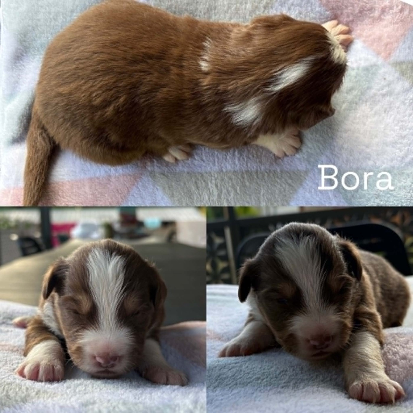 Du Domaine Des Belles Aubois - Chiots disponibles - Berger Américain Miniature 