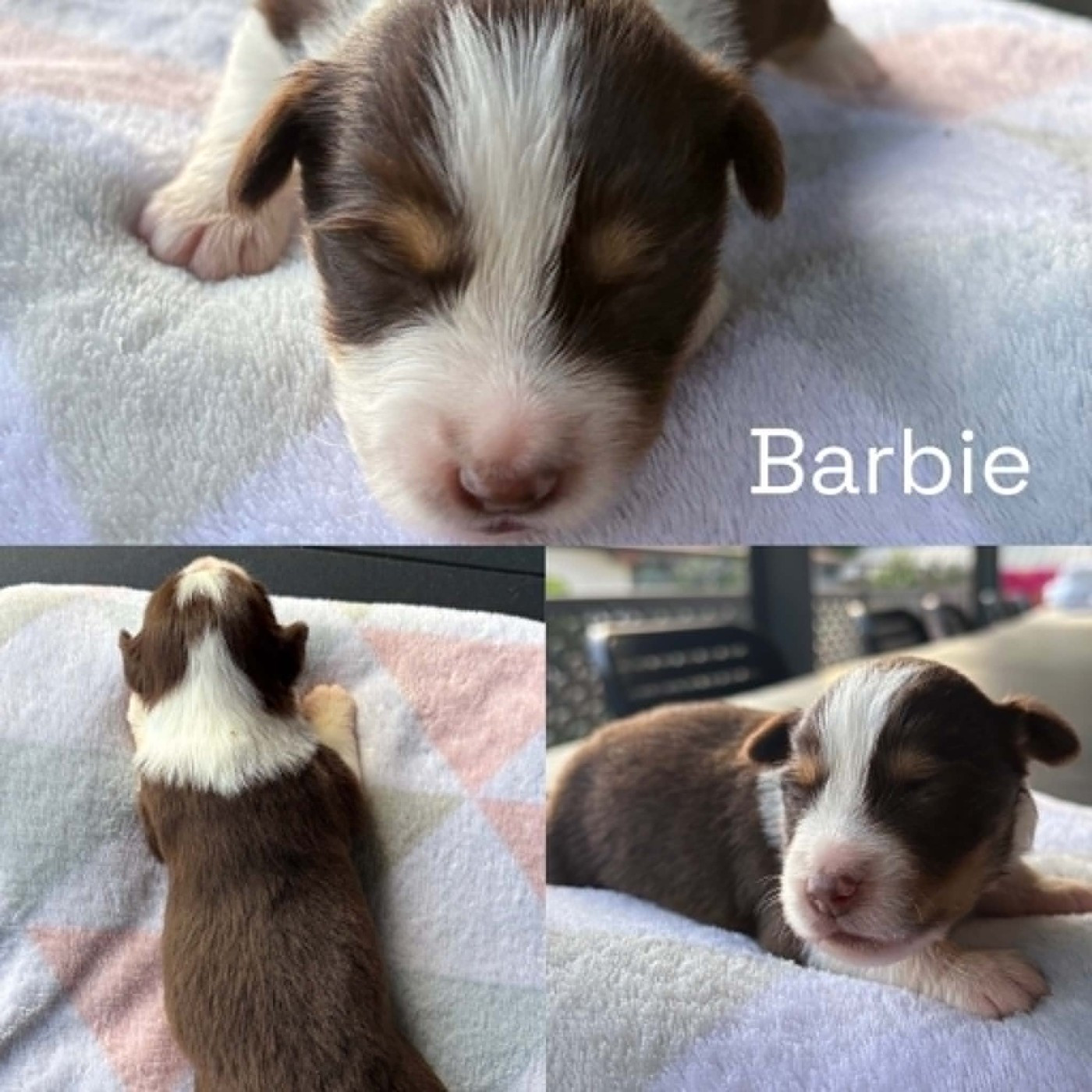 Du Domaine Des Belles Aubois - Chiots disponibles - Berger Américain Miniature 