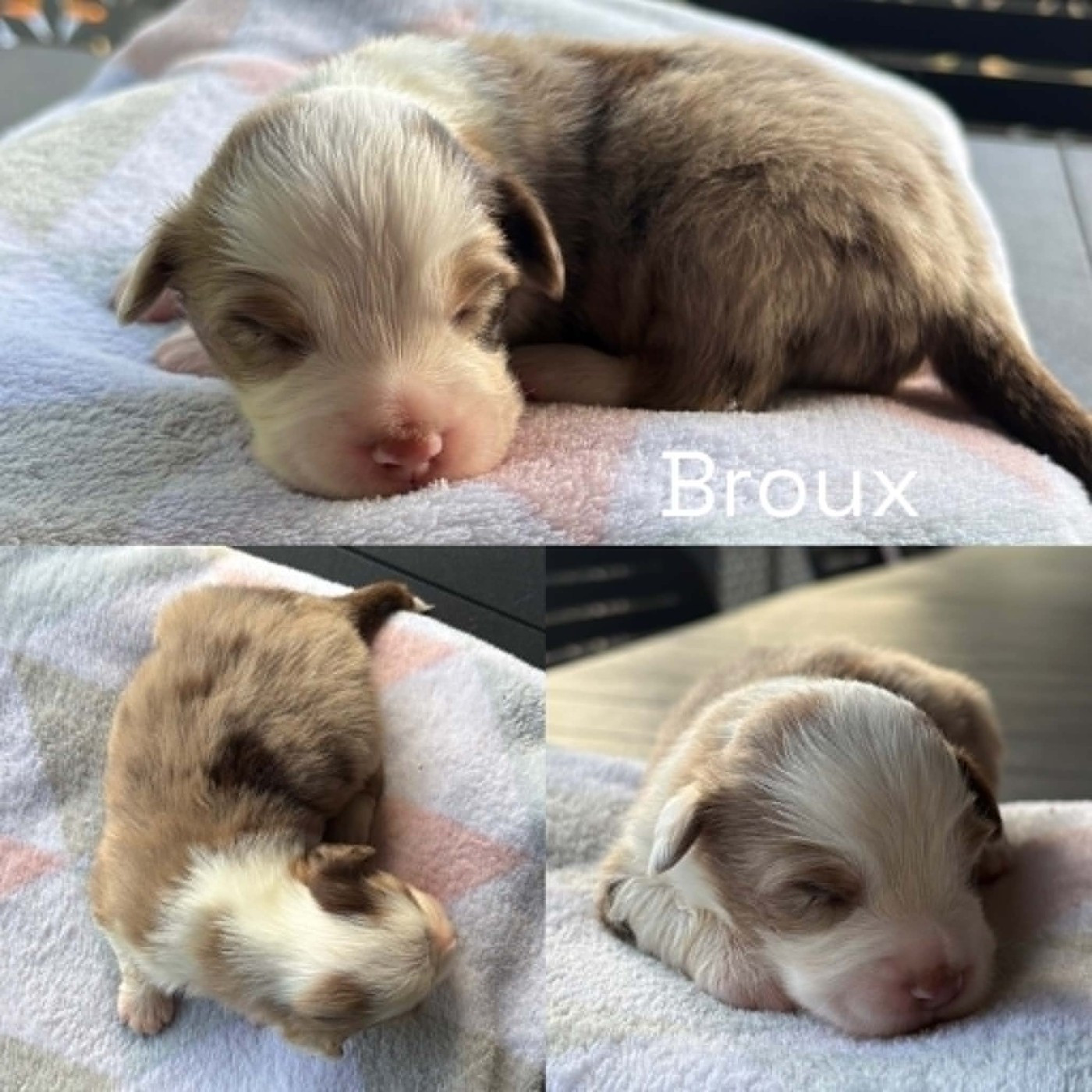 Du Domaine Des Belles Aubois - Chiots disponibles - Berger Américain Miniature 