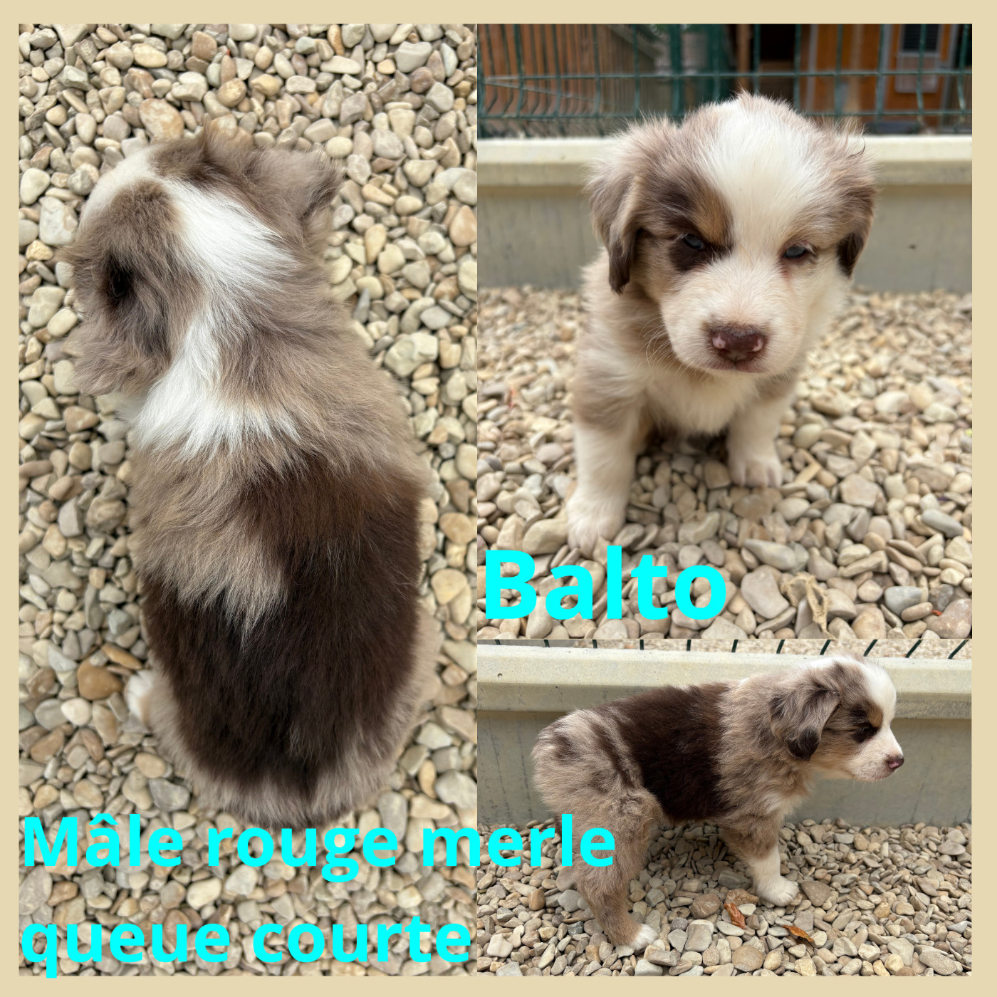 Du Domaine Des Belles Aubois - Chiots disponibles - Berger Américain Miniature 