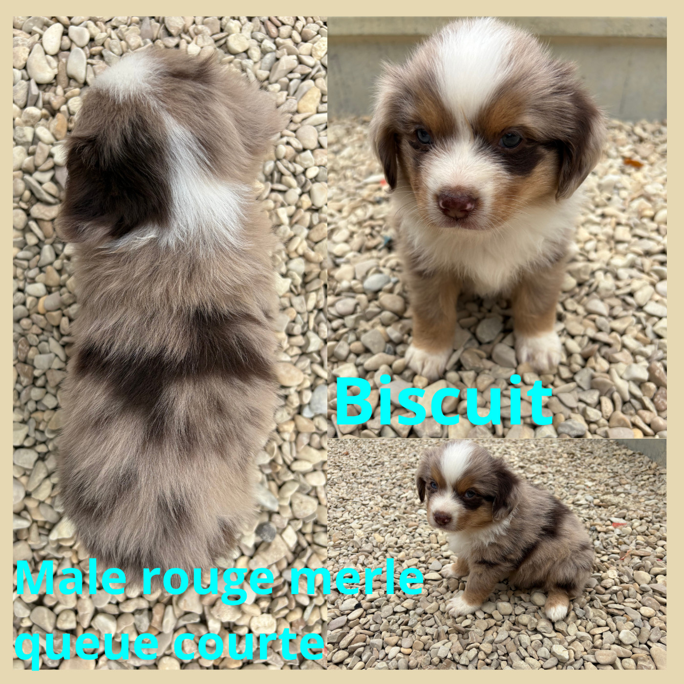 Du Domaine Des Belles Aubois - Chiots disponibles - Berger Américain Miniature 