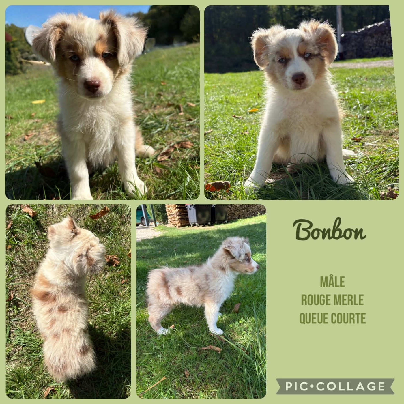 Du Domaine Des Belles Aubois - Chiots disponibles - Berger Américain Miniature 