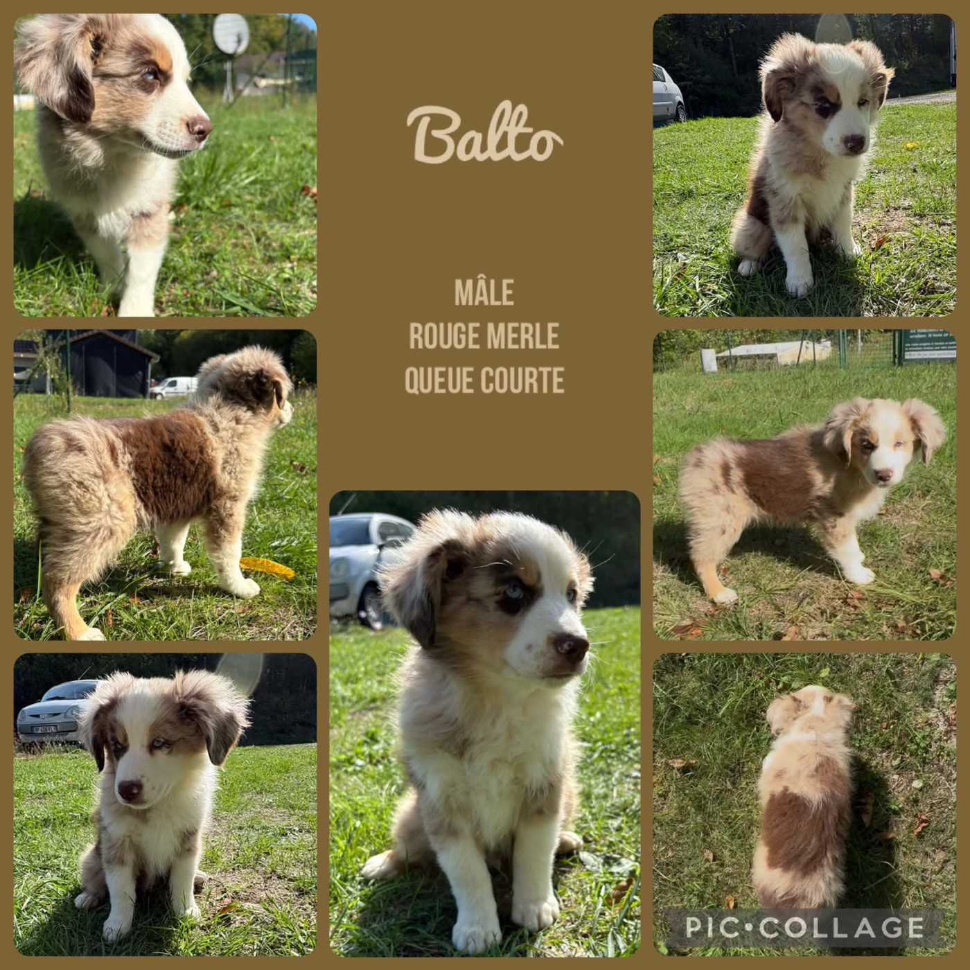 Du Domaine Des Belles Aubois - Chiots disponibles - Berger Américain Miniature 