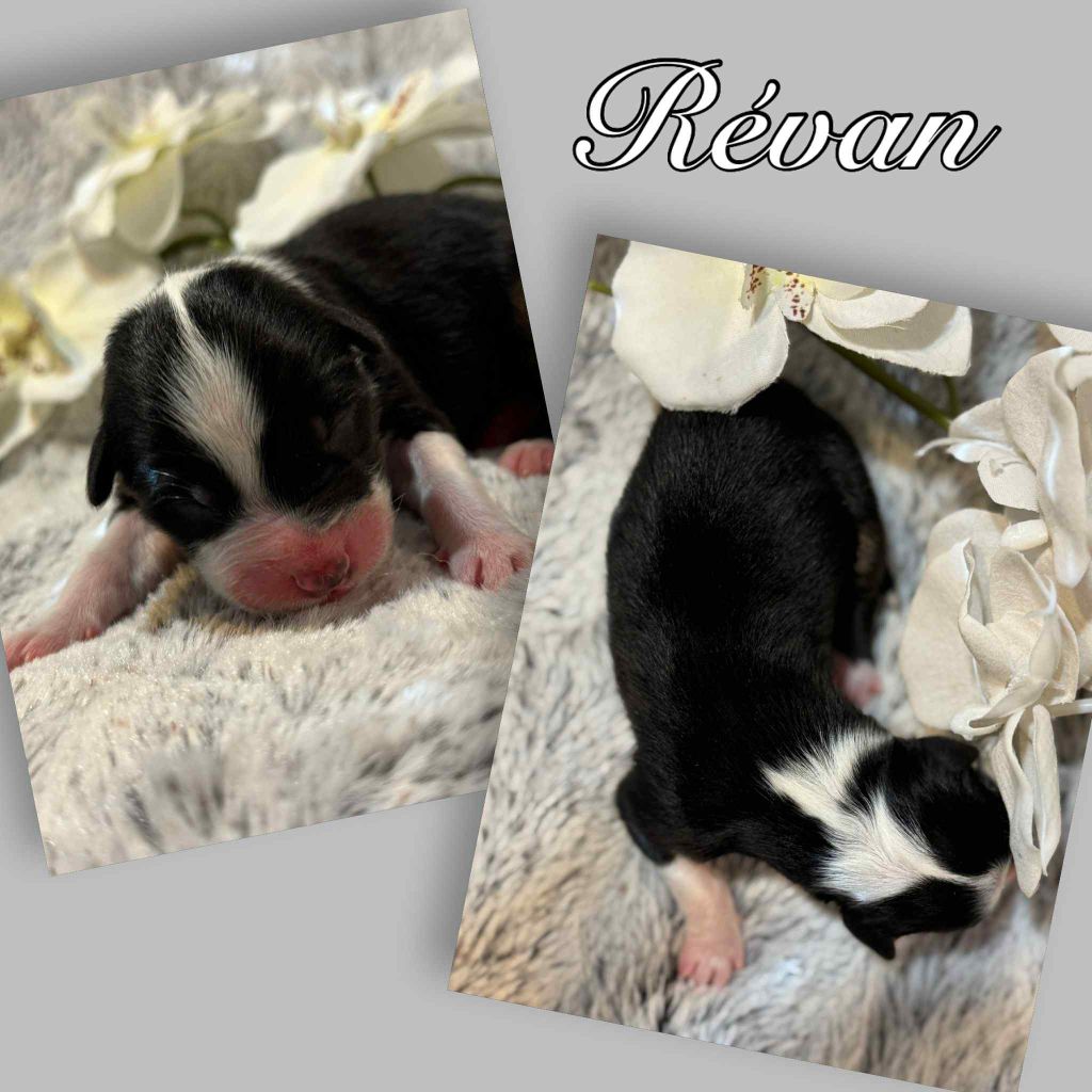 Du Domaine Des Belles Aubois - Chiots disponibles - Berger Australien