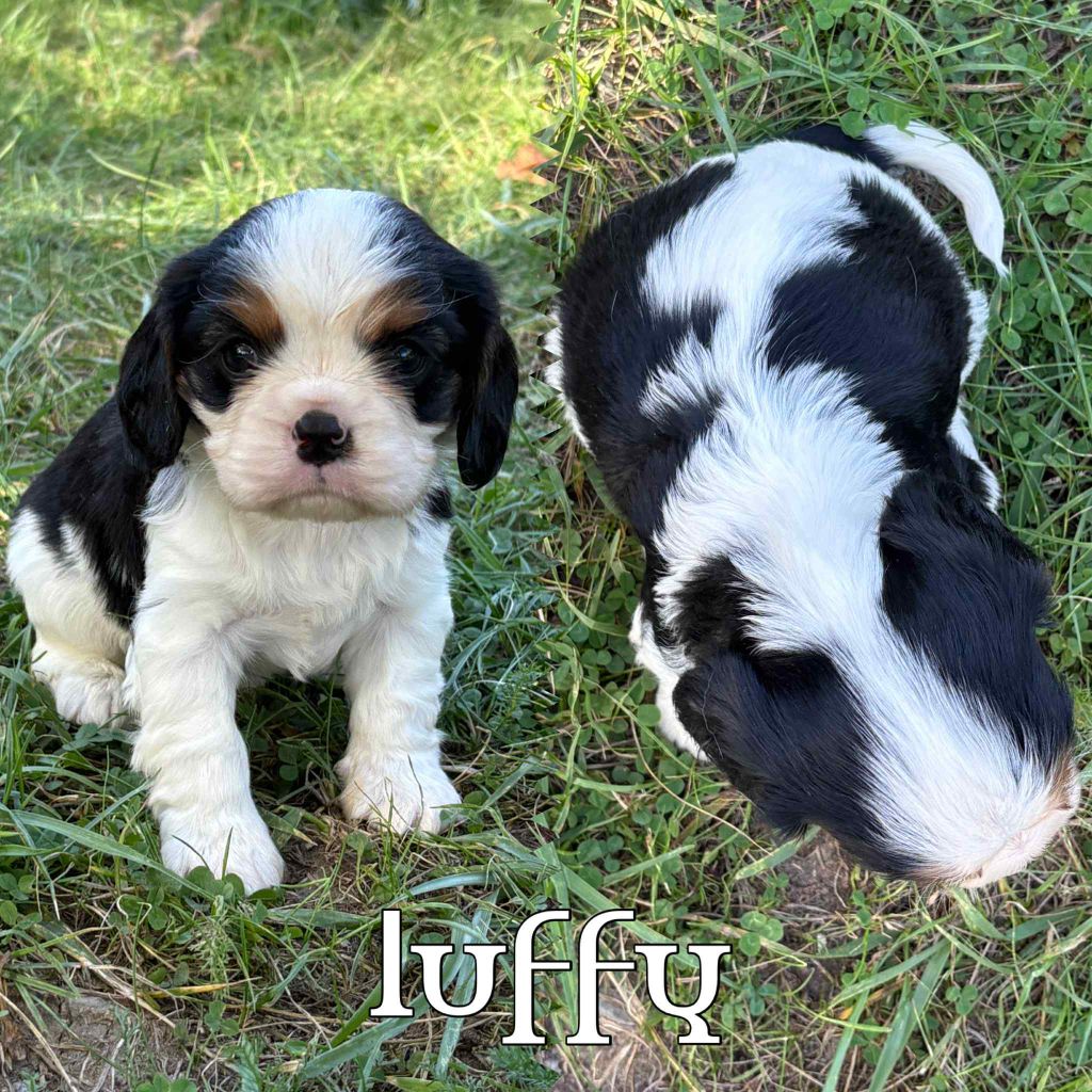 Du Domaine Des Belles Aubois - Chiots disponibles - Cavalier King Charles Spaniel
