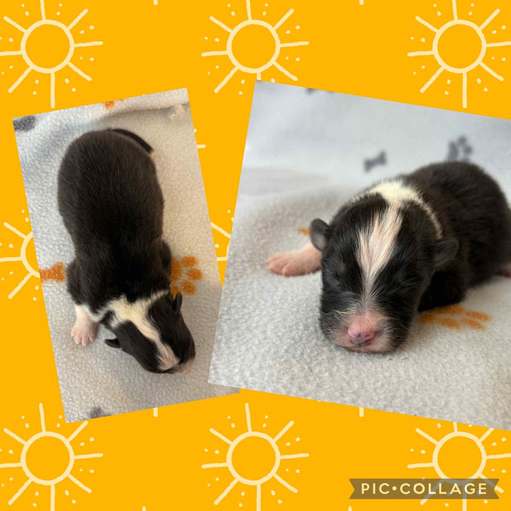 Du Domaine Des Belles Aubois - Chiots disponibles - Berger Australien