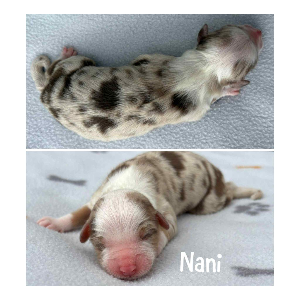 Du Domaine Des Belles Aubois - Chiots disponibles - Berger Australien