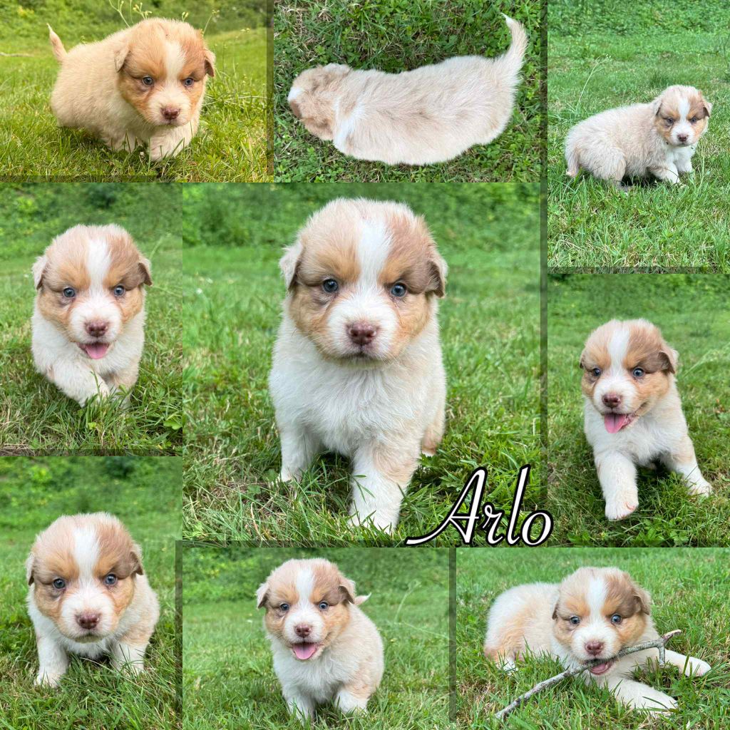 Du Domaine Des Belles Aubois - Chiots disponibles - Berger Australien