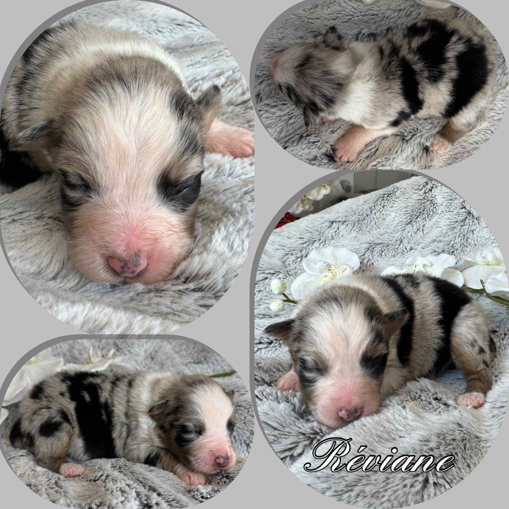 Du Domaine Des Belles Aubois - Chiots disponibles - Berger Australien