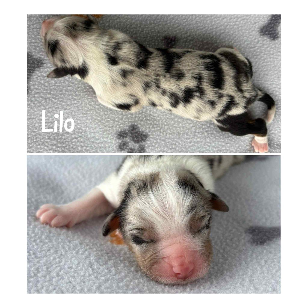 Du Domaine Des Belles Aubois - Chiots disponibles - Berger Australien