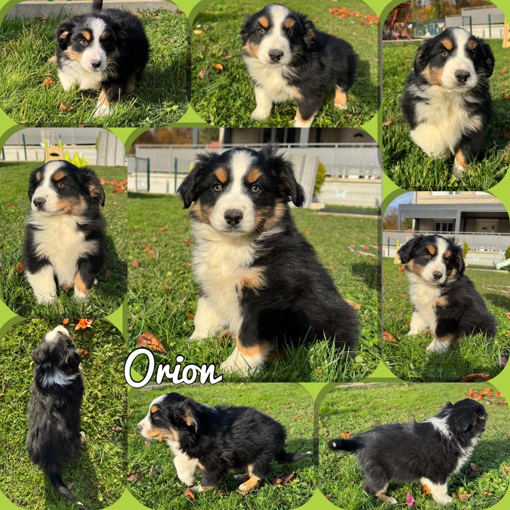 Du Domaine Des Belles Aubois - Chiots disponibles - Berger Américain Miniature 