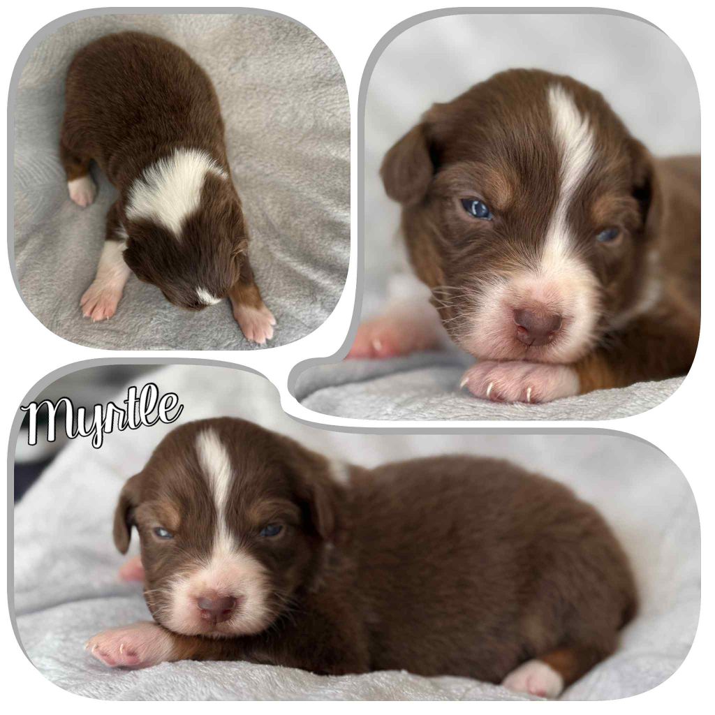 Du Domaine Des Belles Aubois - Chiots disponibles - Berger Australien
