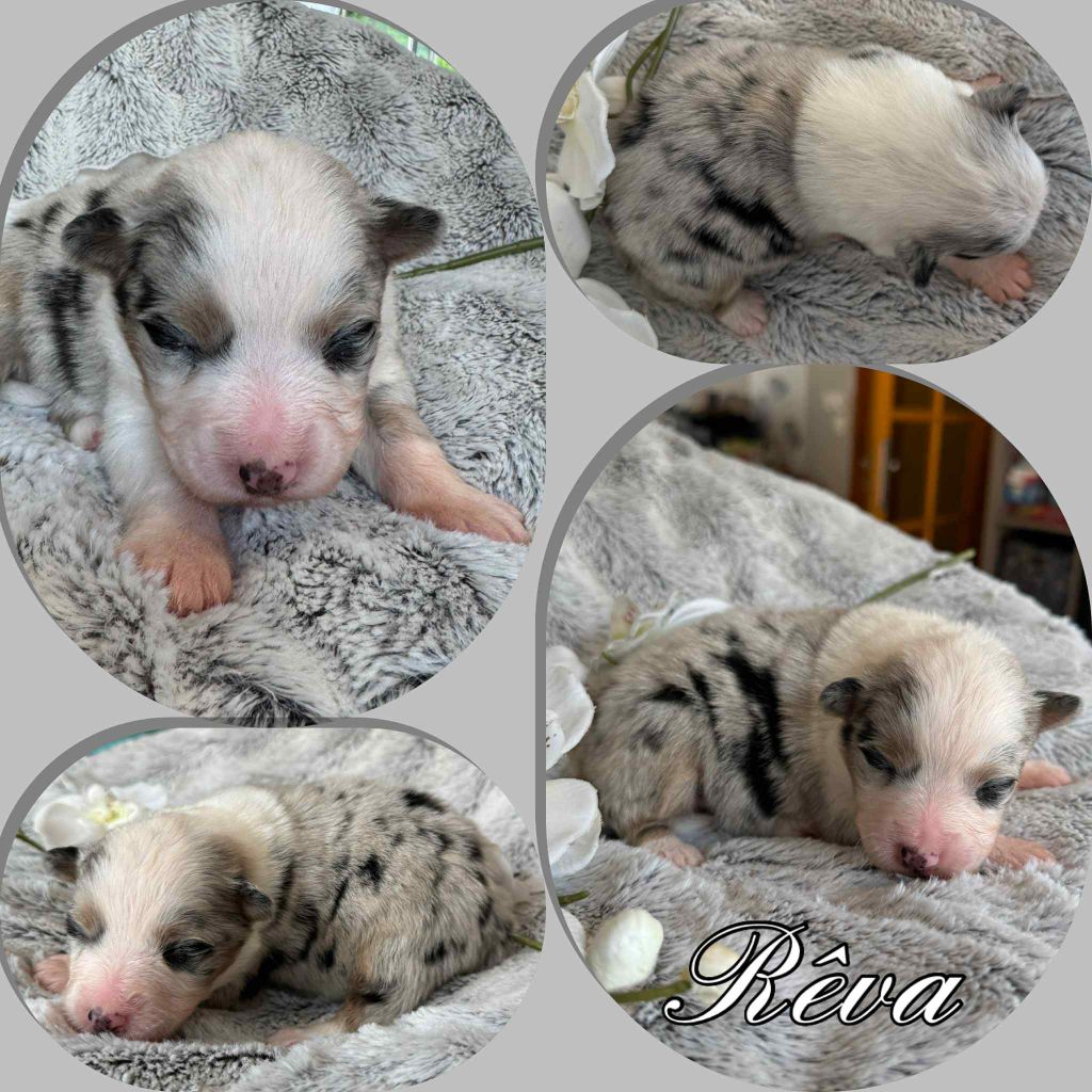 Du Domaine Des Belles Aubois - Chiots disponibles - Berger Australien