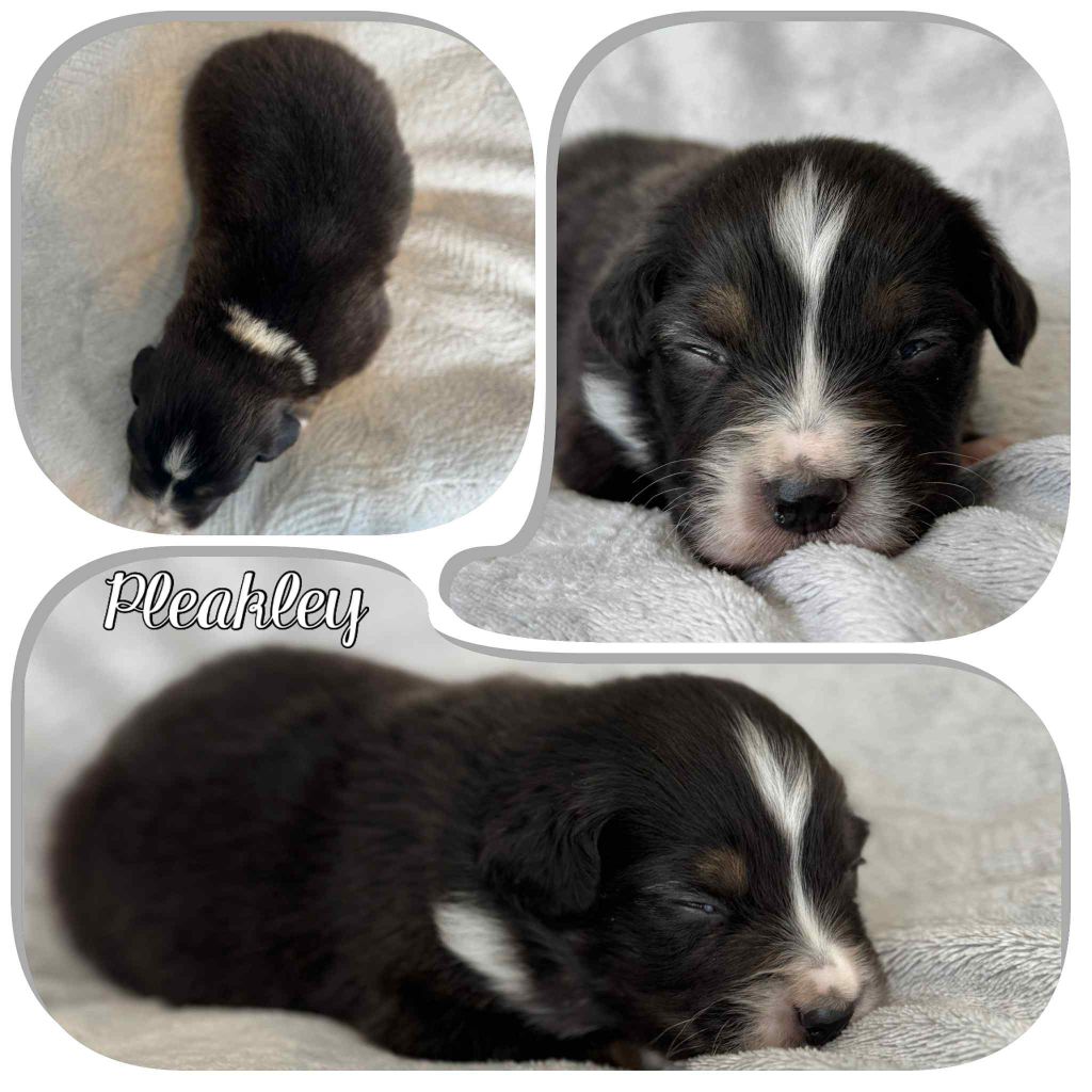 Du Domaine Des Belles Aubois - Chiots disponibles - Berger Australien