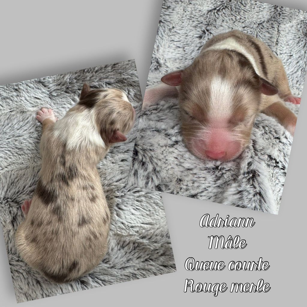 Du Domaine Des Belles Aubois - Chiots disponibles - Berger Australien