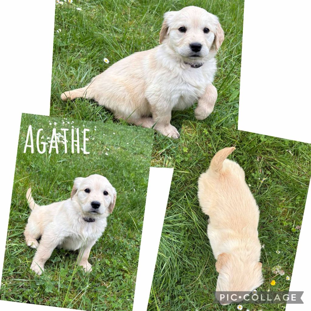 Du Domaine Des Belles Aubois - Chiots disponibles - Golden Retriever