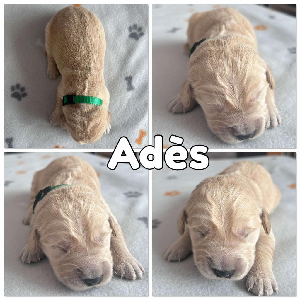 Du Domaine Des Belles Aubois - Chiots disponibles - Golden Retriever