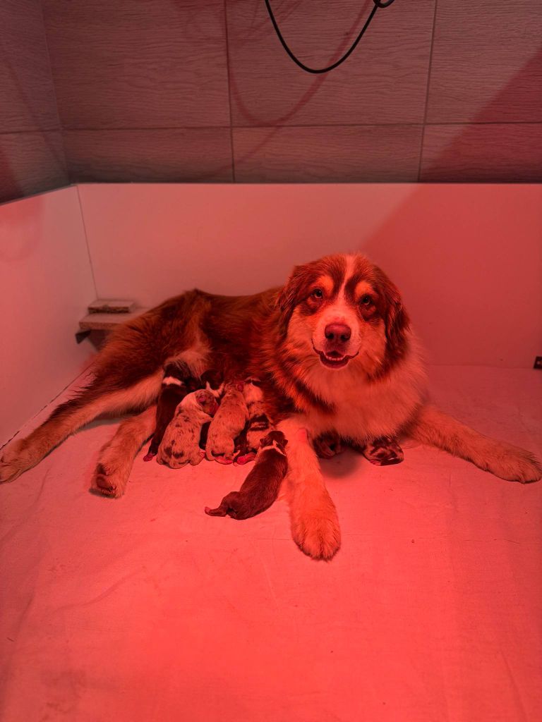 Chiot Berger Australien Du Domaine Des Belles Aubois