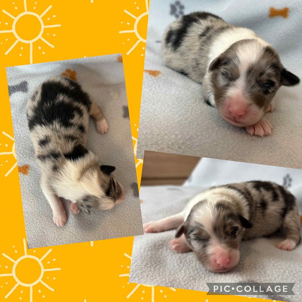 Du Domaine Des Belles Aubois - Chiots disponibles - Berger Australien