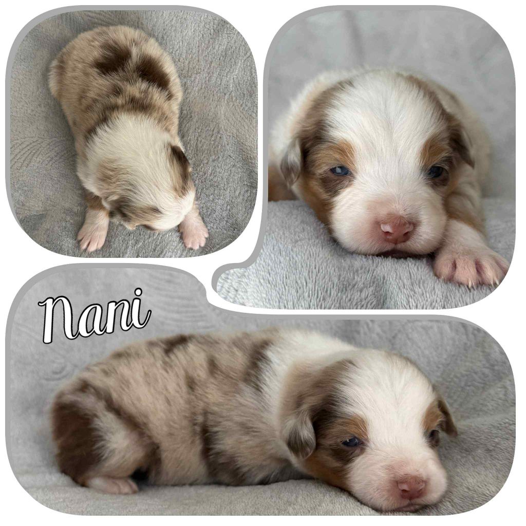 Du Domaine Des Belles Aubois - Chiots disponibles - Berger Australien