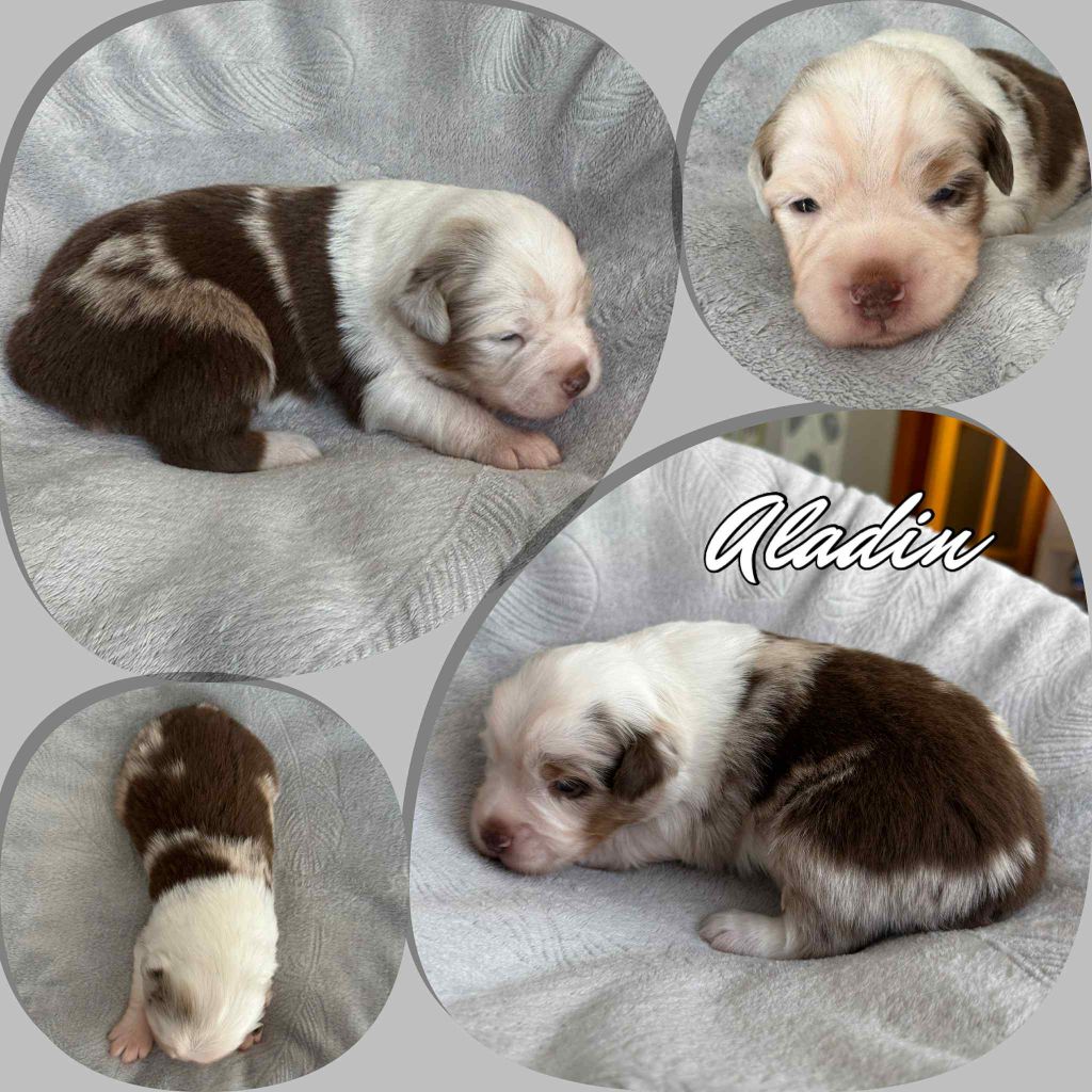 Du Domaine Des Belles Aubois - Chiots disponibles - Berger Américain Miniature 