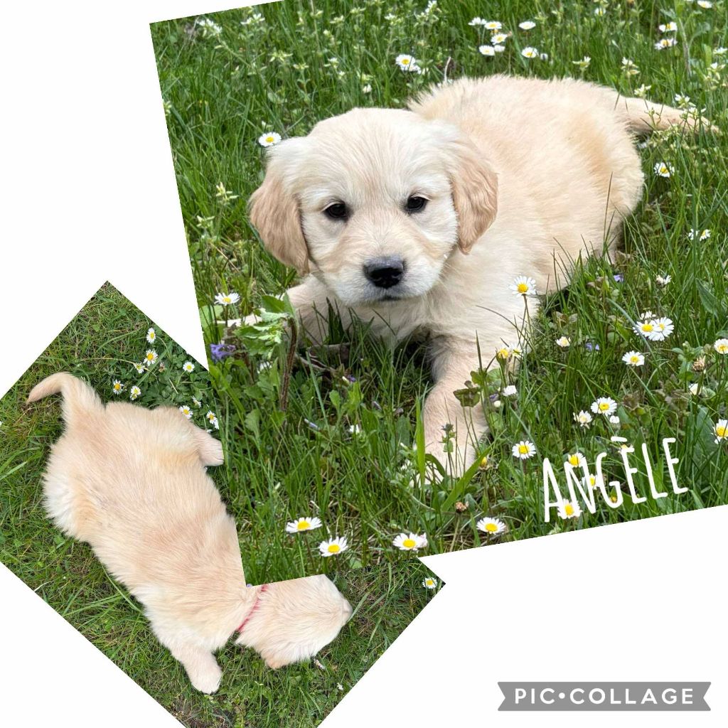 Du Domaine Des Belles Aubois - Chiots disponibles - Golden Retriever