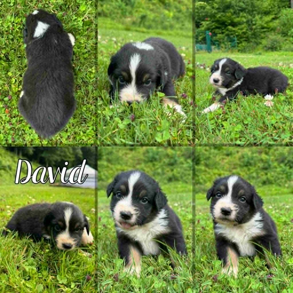 Du Domaine Des Belles Aubois - Chiots disponibles - Berger Australien