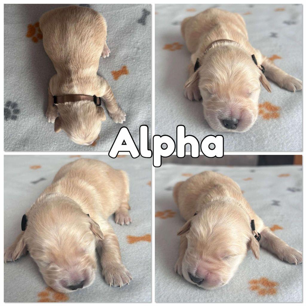 Du Domaine Des Belles Aubois - Chiots disponibles - Golden Retriever